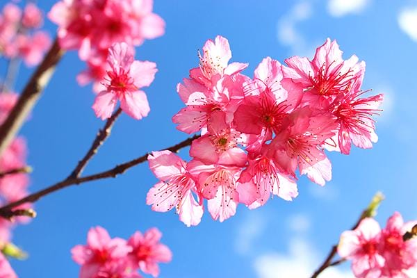 10-love-link-flower